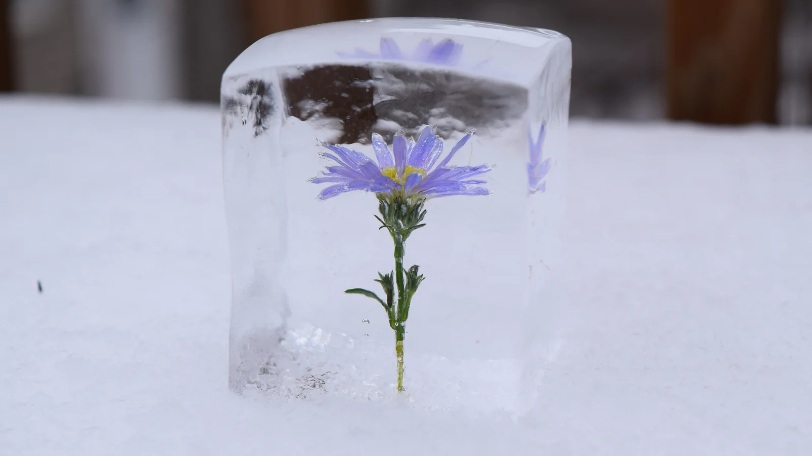 Floral-embedded cocktail ice cube for a wedding reception